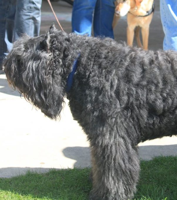 Bouvier des flandres store club